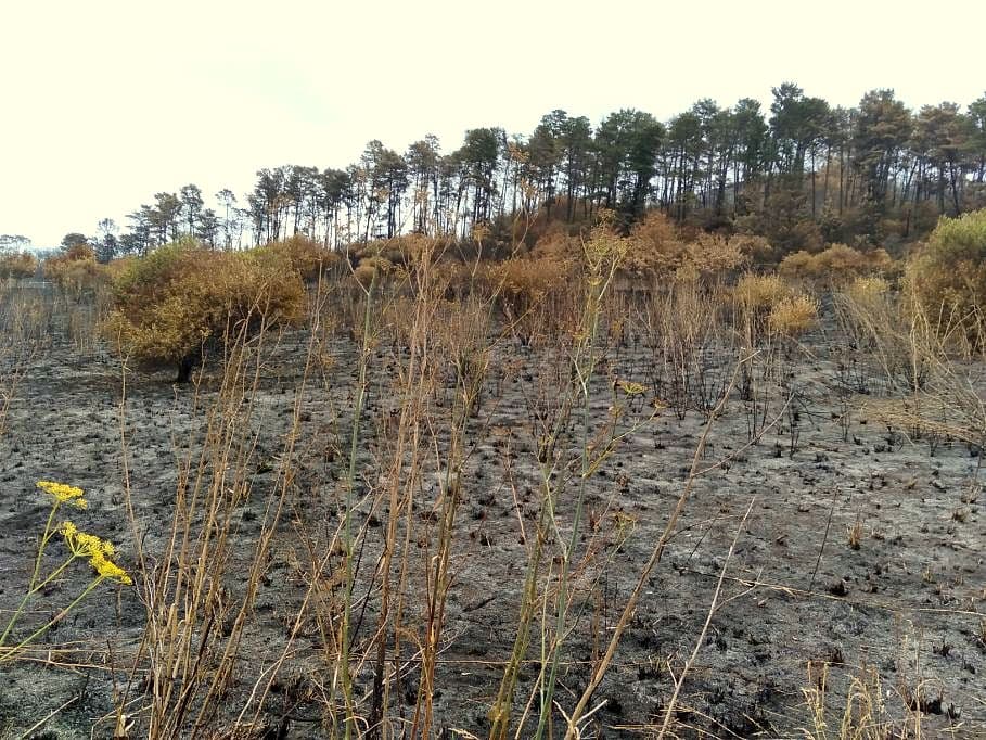Charred grass and shrubs after a bushfire in an Australian pine forest landscape.