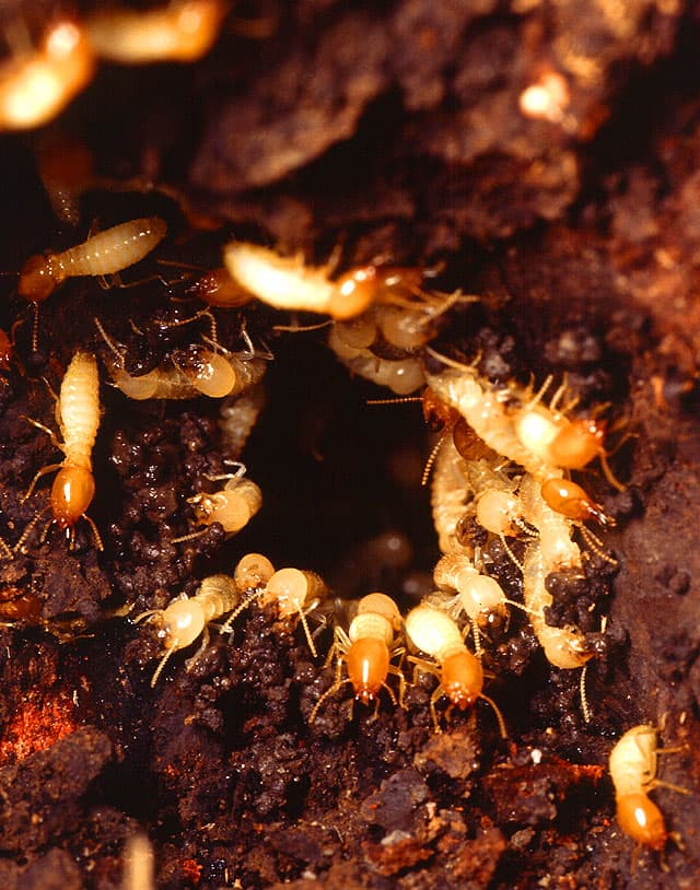 A nest of subterranean termites, the insects behind most structural timber damage in Australia.